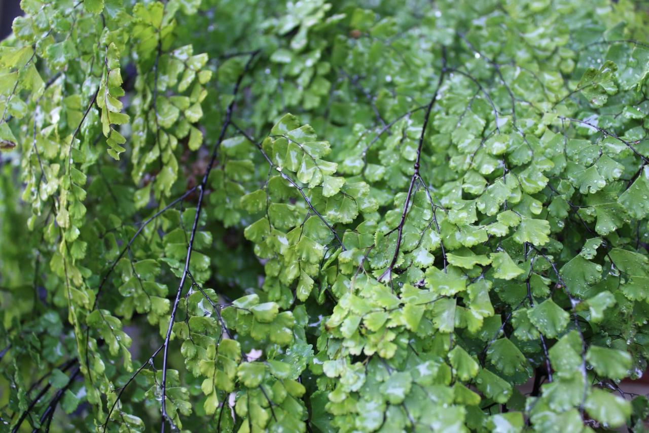 Quintinha Da Romana Camara de Lobos